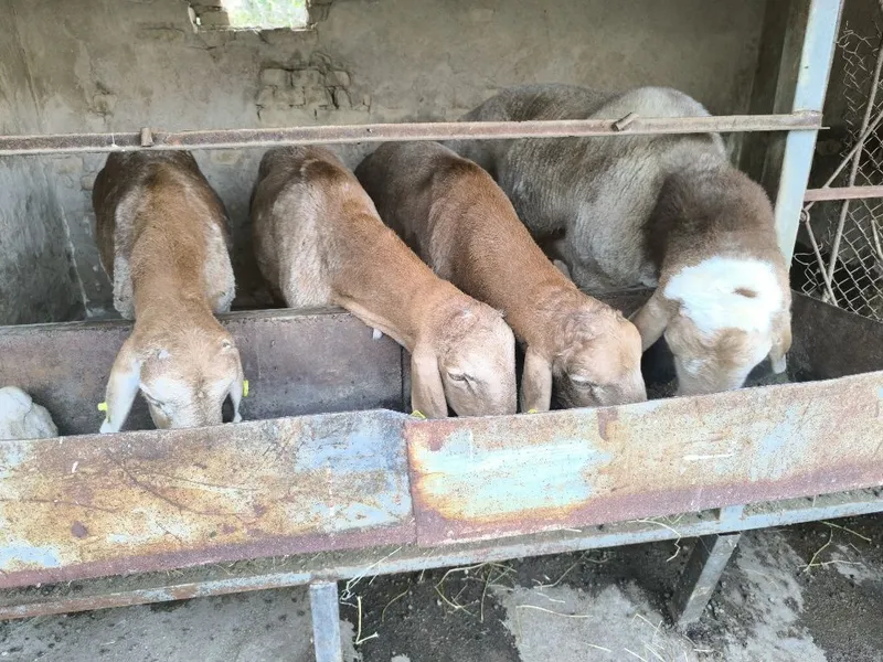Кочкор зотга киргистондан