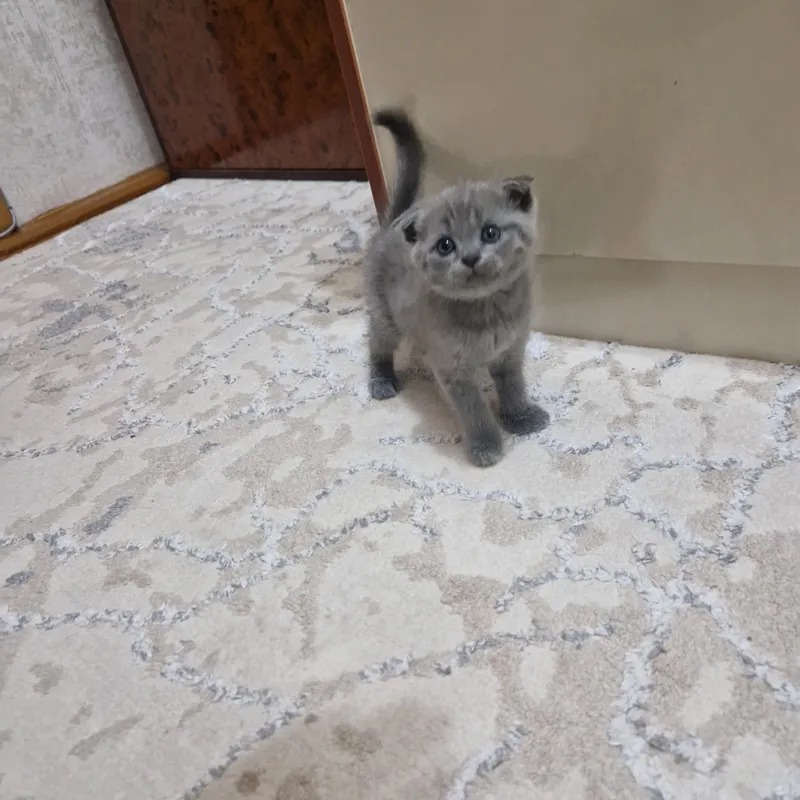 Toza  Shotland Scottish Fold mushukcha sotiladi 4