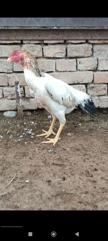 Dakan tovuq sotiladi
