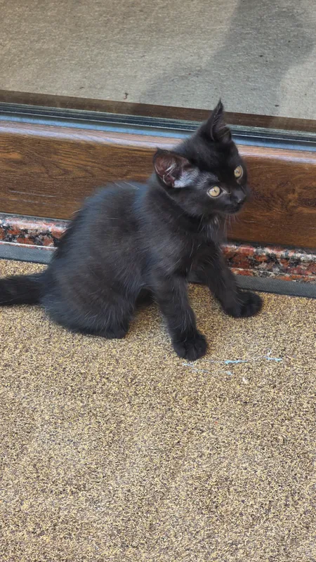 КОТЯТА, ОТДАДИМ В ХОРОШИЕ РУКИ 3 КОТЯТА, ОТДАДИМ В ХОРОШИЕ РУКИ 3
