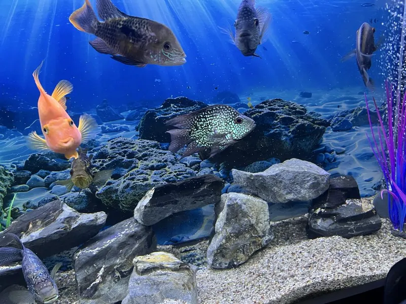 Akvarium va baliqlar hammasi sotiladi 7 Akvarium va baliqlar hammasi sotiladi 7