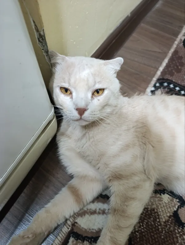 Порода Scottish Fold 2 Порода Scottish Fold 2