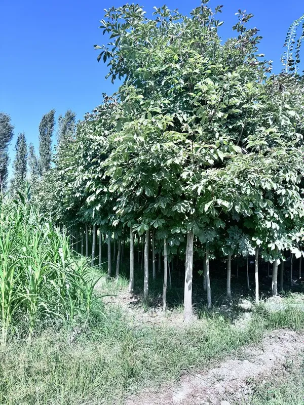 Dekarativniy daraxtlar va archalar — фото 2