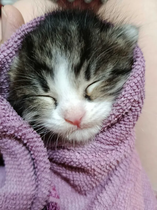 Котята в добрые руки — фото 2