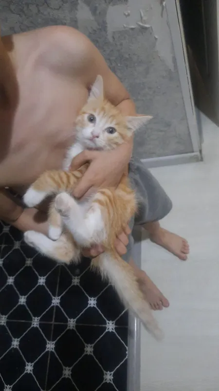 Котята на продажу — фото 1