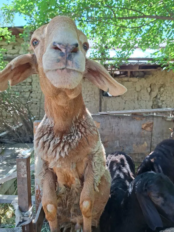 Qoʻy bor 5 dona yaxshi boqilgan — фото 3