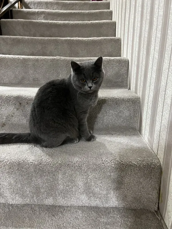 Продается кошка Скотиш Страйт