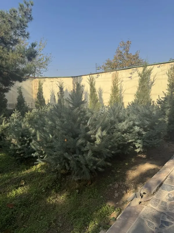 Продаются голубые ели — фото 5
