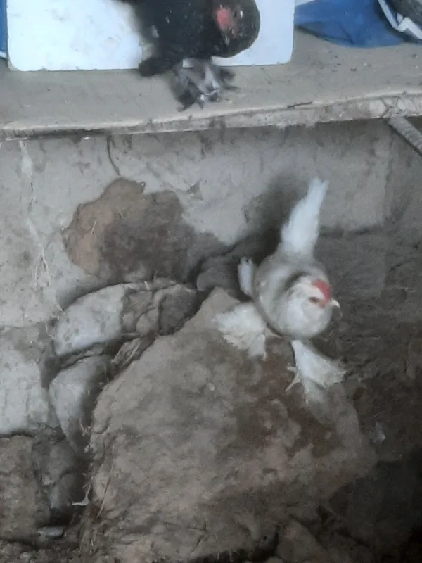 японский петух японский петух