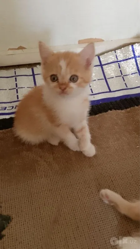 Mushuk iwonchli boqadigan qollaga beriladi 1 Mushuk iwonchli boqadigan qollaga beriladi 1