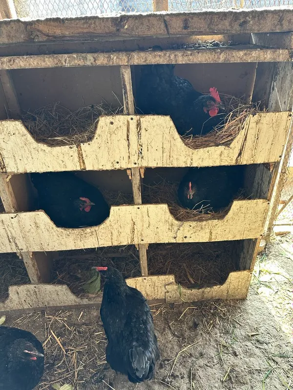 Qora shagʻzoda Jersi tovuqlari tuxumiga zakaz olamiz — фото 2