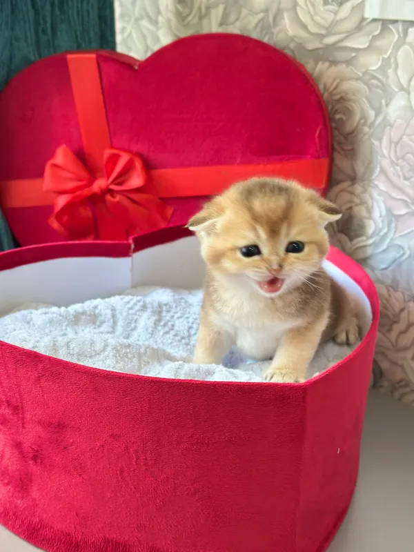 Продаются породистые котята. Золотая шиншилла. — фото 1
