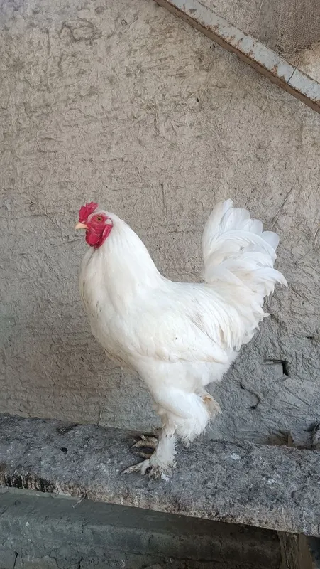 Xòroz sotiladi 150 000