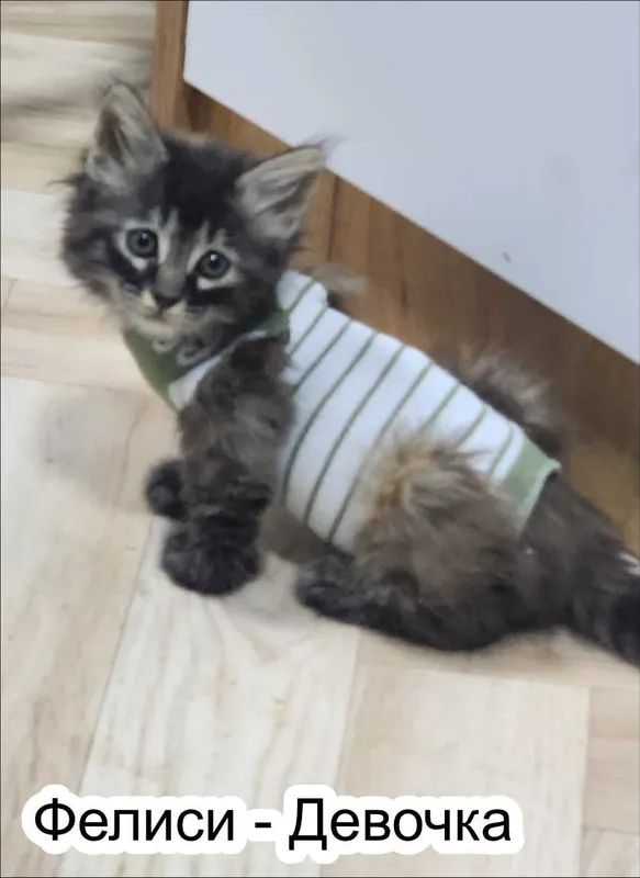 Отдам котят в добрые руки! 5 Отдам котят в добрые руки! 5