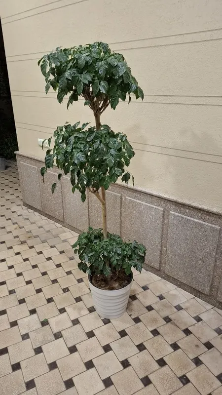 Radenmachera sotiladi 2 Radenmachera sotiladi 2