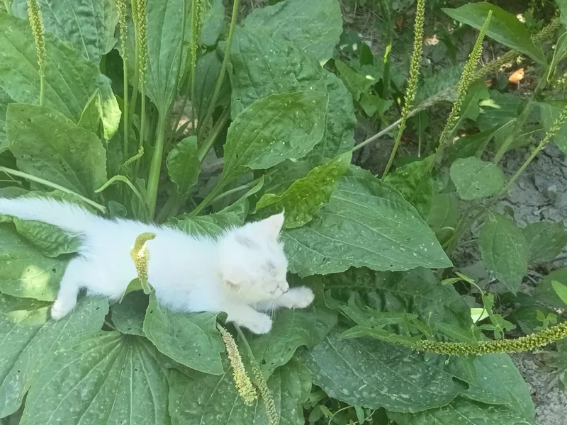котёнок сфинкс котёнок сфинкс