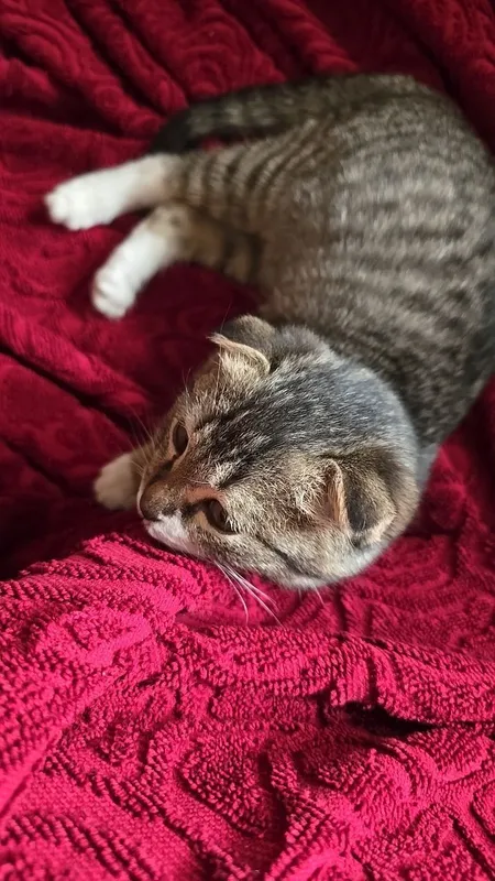 Отдам кота в хорошие руки — фото 2