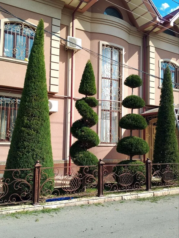 Archa kesish. Xizmatlari