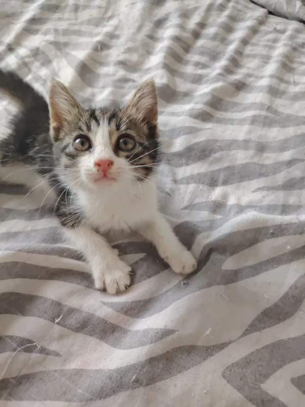 Котята бесплатно — фото 2