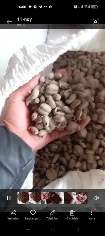 Kanakunjut moykana kastor bor