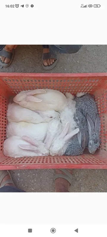 Quyonlar sotiladi soglom xikol qoni tozasi 4