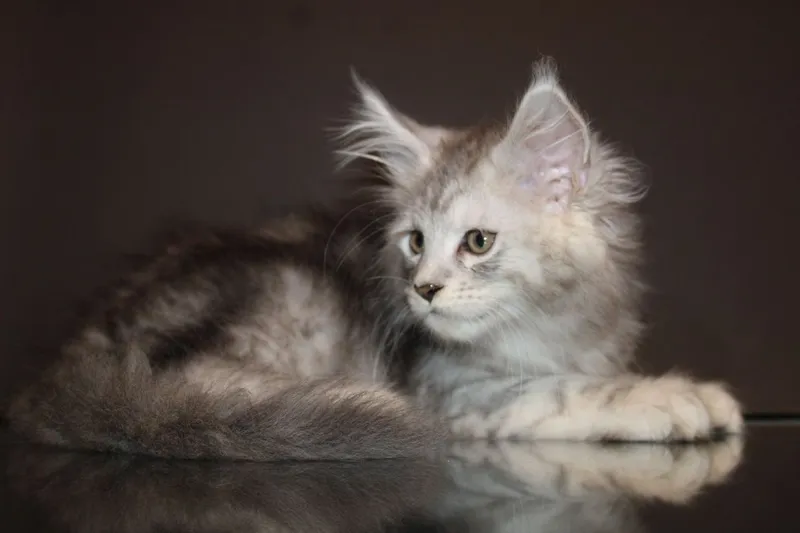 Мейн-кун котята серебро — фото 4