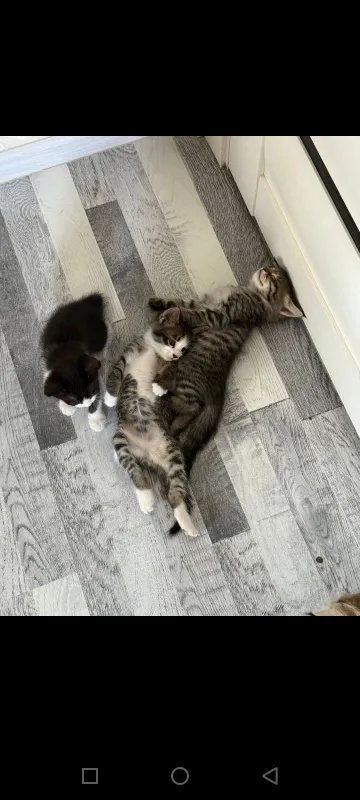 очень умные котята 2