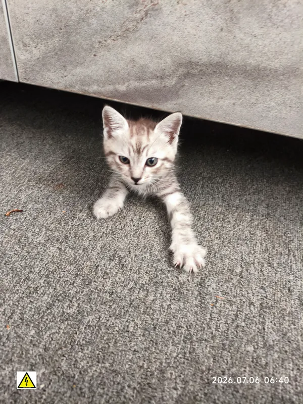 Кошка с котятами отдается в дар 1