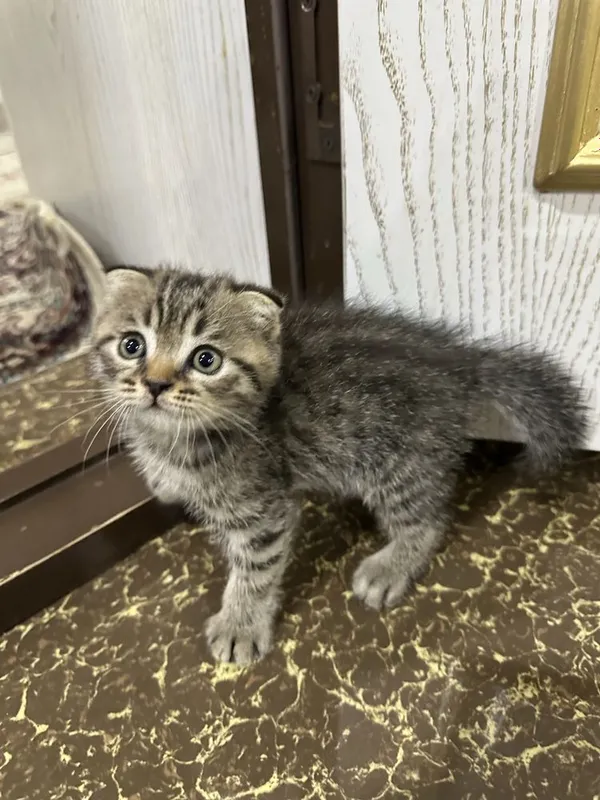 Aqilli uynoqi mehribon mushukchalar 5 Aqilli uynoqi mehribon mushukchalar 5