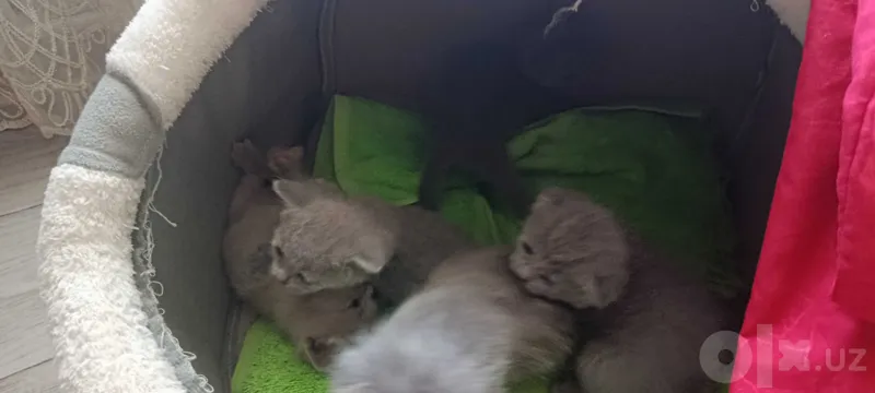 Продается котята породистые 3 Продается котята породистые 3