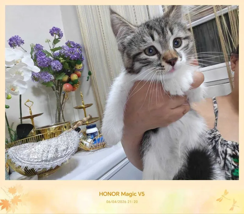 Котенок, дома родился, домашний — фото 6 Котенок, дома родился, домашний — фото 6
