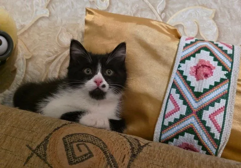 Котик 2 месяца, домашний — фото 1