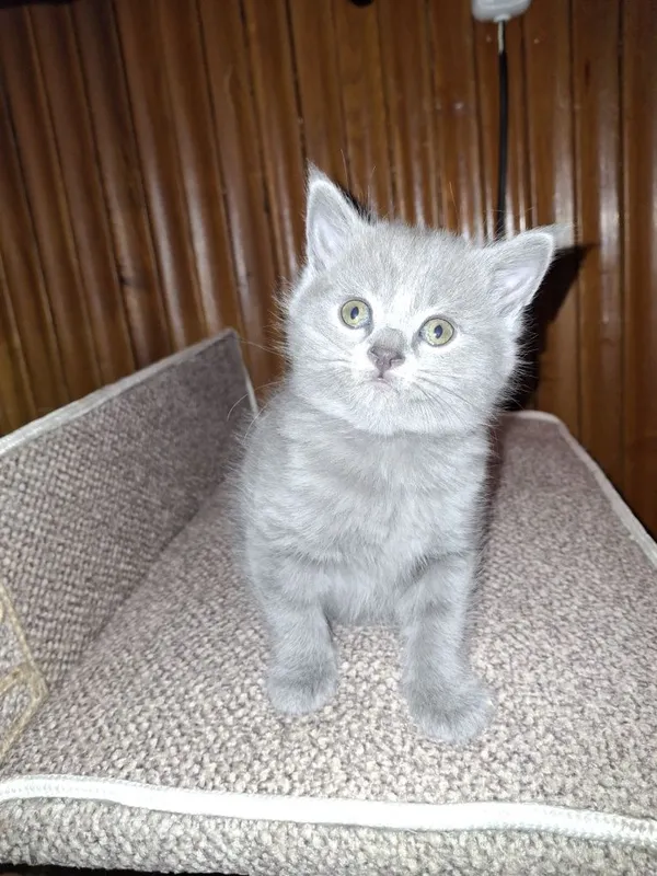 Скотиш фолд продажа — фото 1