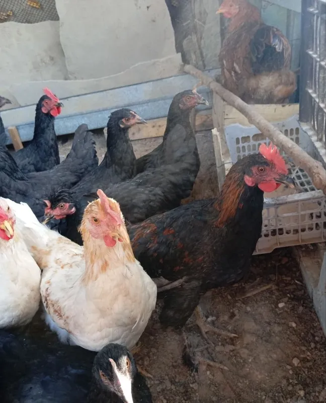 Продаются куры и петухи 5