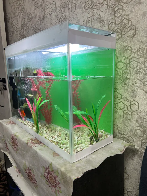 Аквариум 70x30x50, есть две рыбки 2