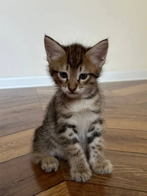 Красивые пушистые котята 4 Красивые пушистые котята 4
