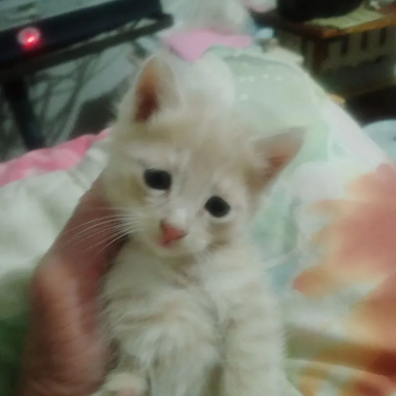 Котята даром срочно