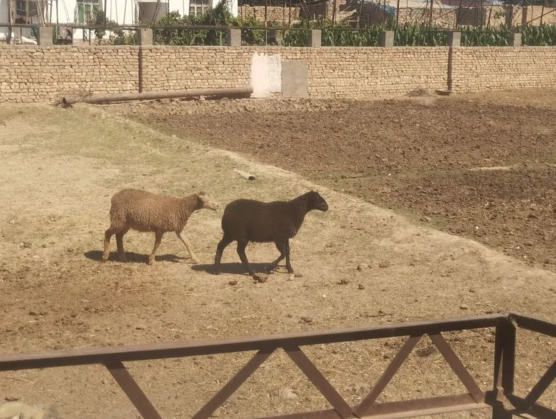 Sutdan chiqqan egiz qoʻzilar sotiladi — фото 6