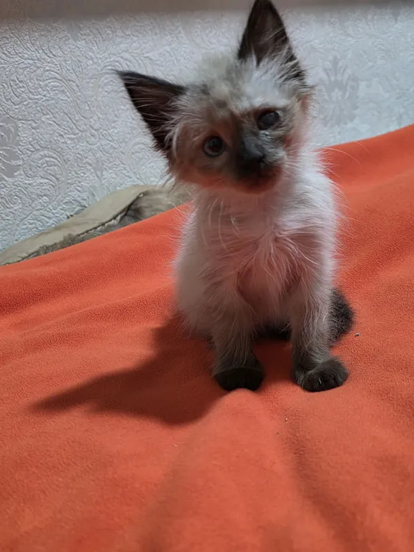 Отам в добрую семью котенка — фото 2
