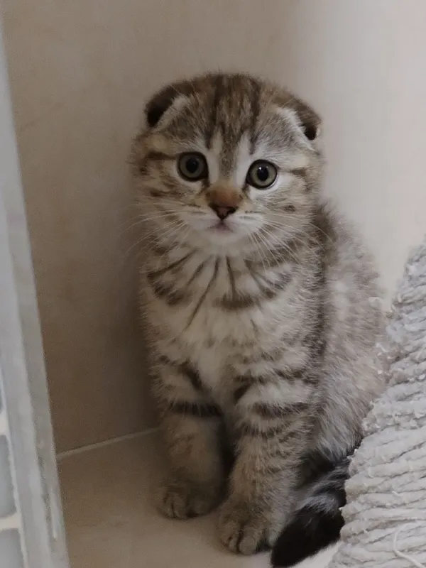 котята фолд(вислоухие) 1 котята фолд(вислоухие) 1
