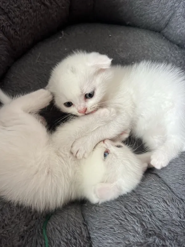 Кошечки веселоухи — фото 3