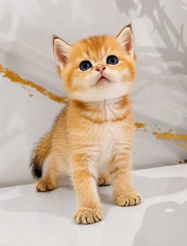 Oltin shinchilla britan mushugi 2 Oltin shinchilla britan mushugi 2