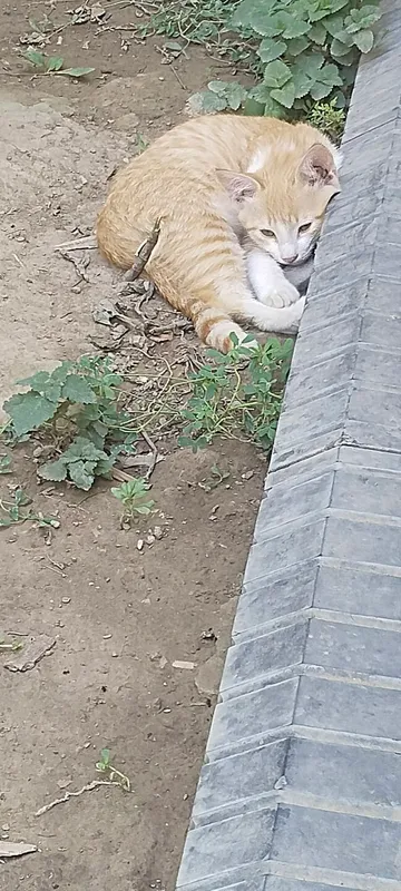 Котёнок оранжевый 2 месяца 4 Котёнок оранжевый 2 месяца 4