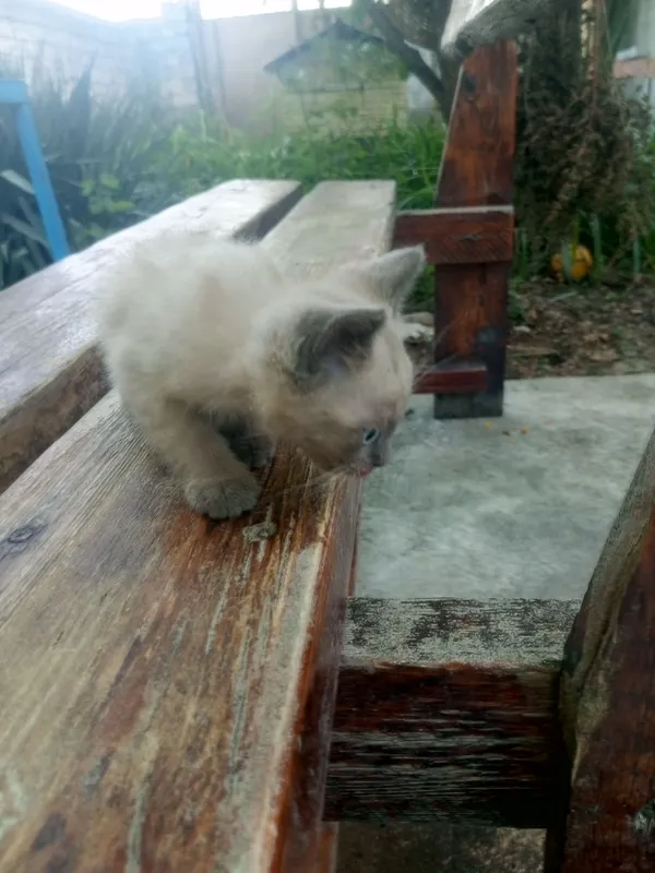 Mushukchasini sotaman! 2