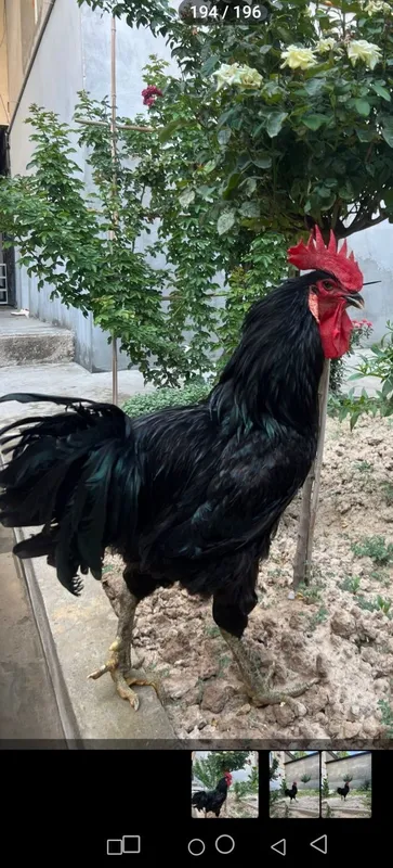 Qora shaxzoda joja tuxumlaga zakaz olinadi 2 Qora shaxzoda joja tuxumlaga zakaz olinadi 2