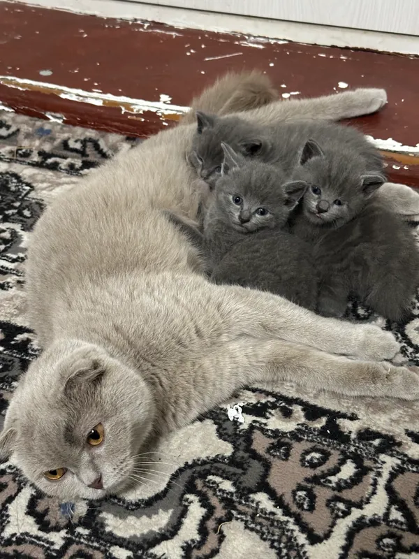 Mushuk veslouxiy bollari |пародистые котята — фото 6
