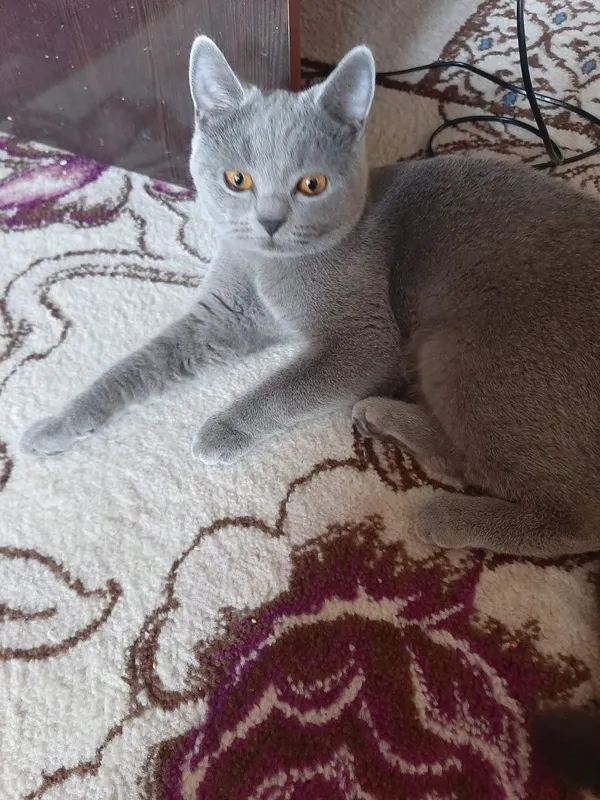 Кошка в добрые руки