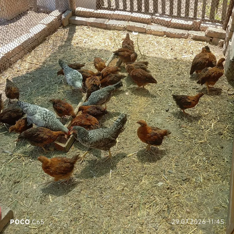 Продаются Цыплята Хан Хяп 1