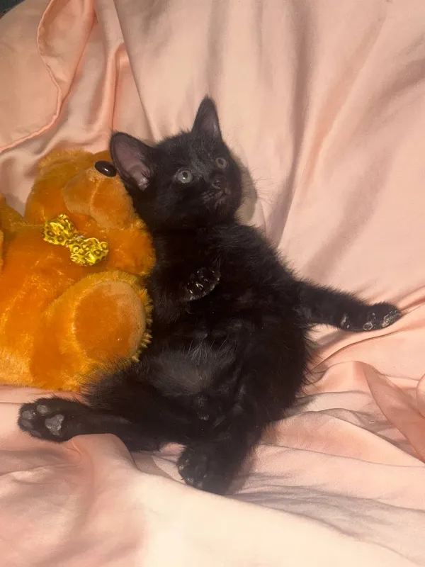 Котята 1,5 месяцев — фото 5