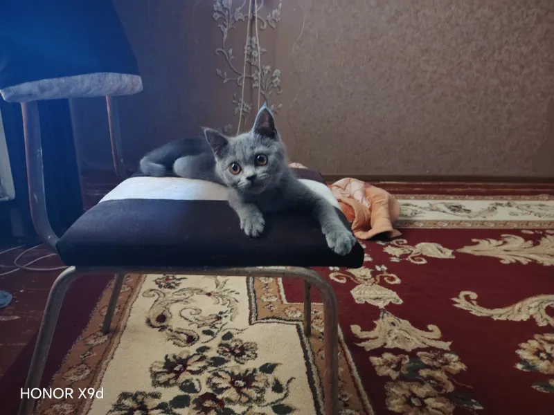 Британский мушук 2 йарим ойлик киз 3 Британский мушук 2 йарим ойлик киз 3